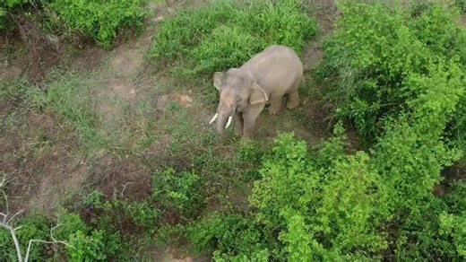 Lonely elephant that wandered onto island to eat leaves has been stuck for TWO YEARS