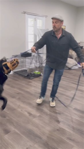 154 reactions · 11 comments | A tale of two dogs… This video is such...