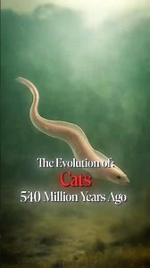 Evolution of Pet Cats 🐾 | From Wild Hunters to Home Companions (AI Video)