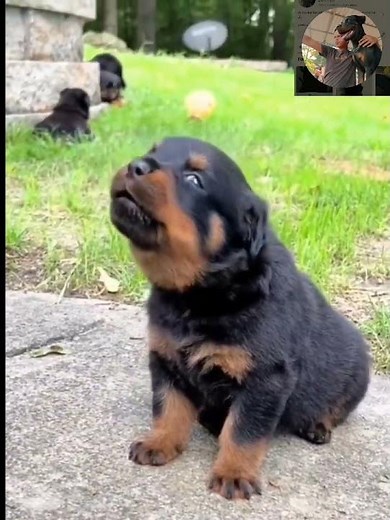 Adorable Rottweiler Puppies from Germany – A Heartwarming Sight! 😍#RottweilerPuppies