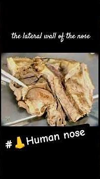 #Human nasal anatomy #shorts
