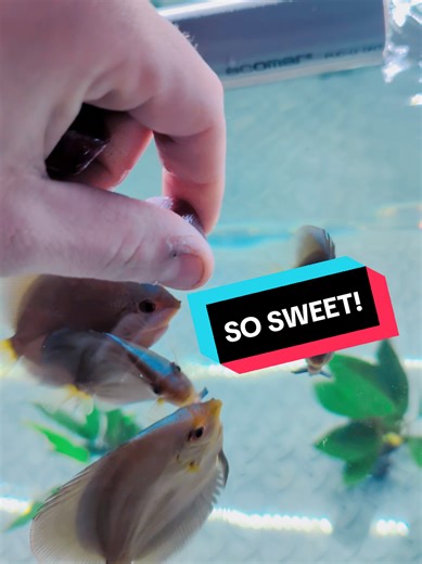 Feeding my discus. if you have questions about discus you can always hit me up! #discusfish #unitetheworldwith❤️ #aquariumfish #viral #tropicalfish