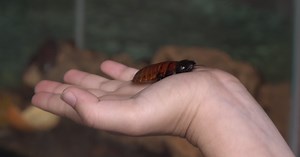 Bugging Out: Arizona Insect Festival celebrates the little creatures that run the world