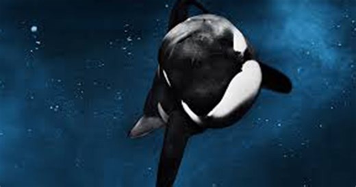 Best Documentaries on Tubi (February 2026)