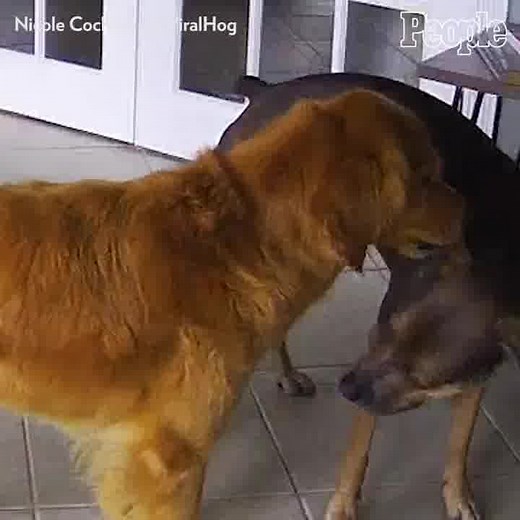 These two pups have such a special bond. 🐶🙏 | People