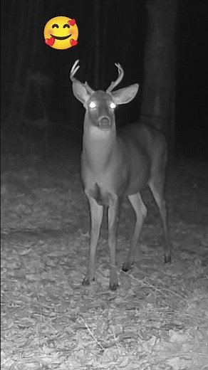 Deer vs Trail Cam: The Staredown 🦌👀 #nature #wildontario #animals