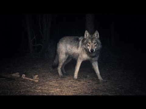 Wolves, Gobbling Turkeys, and Other Wildlife on Idaho Trail Cams | Week 12