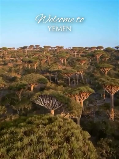 Discover the Wonders of Socotra Island in Yemen