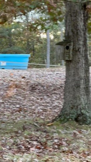 2.4K views · 193 reactions | Our wild pet deer were up here at the...