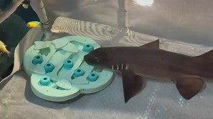Shark trainer Elena shared this great video of our bamboo sharks and epaulette sharks interacting with a sliding puzzle feeder. In addition to encouraging the sharks to use their natural foraging behaviors to find small pieces of squid and shrimp hidden in the puzzle, it also acts as a distraction to keep them from interrupting the other shark feeds taking place in the exhibit. Genius! | New York Aquarium
