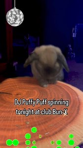 20K views · 766 reactions | Dropping the hottest tracks and hopping beats!  _______________________________________  IG: Couple.of.puffs   Making the world a little brighter and happier for bunnies  | Happy Bunny Club | Facebook