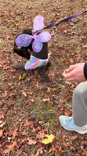 Trying to take flight or really unhappy with her costume? You decide #labswillbelabs #doglovers #dogcostume#doghalloween #shewasafairy🧚‍♀️