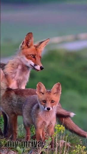 Red fox with pups.