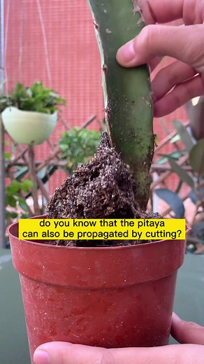 Plant Propagation Tips: How to Cut and Transplant Pitaya Plants