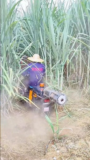 DIY Cane Leaf Stripping Tool: Improve sugar quality, reduce pests, and simplify harvesting