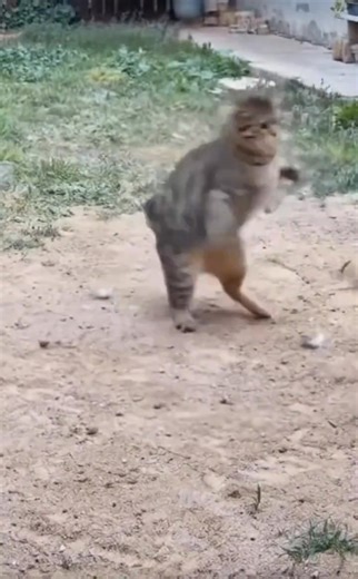 13K views · 135 reactions | When a hawk swooped in, this cat refused to back down. Pure instinct, pure survival — nature never plays soft. 礪 Wild moments like this remind us how tough the animal world really is." #HawkVsCat #WildlifeBattle #NatureUncut #AnimalShowdown #PredatorVsPredator #EpicAnimalFight #SurvivalInstincts #WildlifeDrama #AnimalKingdomClips #AmazingAnimalWorld | Mainas Livestock Production And Marketing Ltd | Facebook