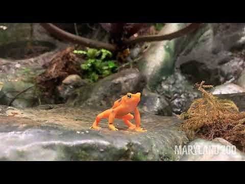 Panamanian Golden Frog Semaphore Wave