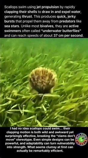 Scallops Swim Using Jet Propulsion By Rapidly Clapping Their Shells To Draw In And Expel Water