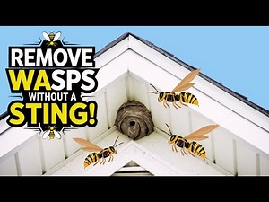 Safest Way to Remove Paper Wasps from Your Eaves Without Getting Stung ⚡🐝