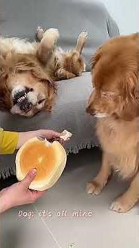 Two Funny Dogs That Will Make You Laugh 😆🐕 #funnyvideo