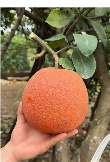 #fruit #fruits #asmr #satisfying #cuttingfruit | fruit