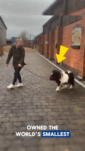 The World’s Tiniest Horse Meet the world’s tiniest horse — a true wonder of nature! Despite its miniature size, this adorable pony captures hearts everywhere. Perfectly healthy and full of personality, it’s redefining what we know about horses Credits: Millie Stennett /FB, Factfestive07 /YT #horse #horseriding #horselife #petcare #pets | Daily Facts