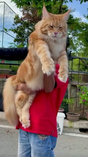 The 3 Largest Cat Breeds 🐱 #norwegianforestcat #mainecoon #savannahcat #bigcat