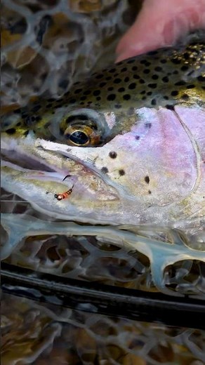 How To Fly Fish — Pro Nymphing Tactics