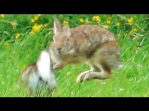 2 Rabbits Running Jumping and Playing Around