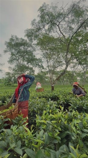 One bud and two leaves is the standard of tea plucking that marks the essence of premium Assam Tea. Witnessing the tea pluckers and the dexterity of their skilled fingers in the vast greenary of the tea plantations is an experience you will never forget. #AwesomeAssam #ExploreAssam #TeaPlucking #AssamTea @cmo_assam CMO Assam @himantabiswasarma Himanta Biswa Sarma @ranjeetkrdass Ranjeet Kumar Dass | Awesome Assam