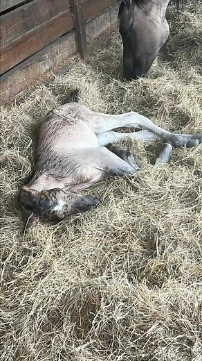 Please keep our new colt in your thoughts or prayers. He was born in the FL sun, in the big pasture. He’s had a rough 24 hrs. 😞. It’s hard even with high velocity fans and misters… new foals struggle to regulate their temps. He is up nursing Im one tuckered midwife! He’s napping after getting wiped down and cooled off. | K & D Performance Horses & Rehabs
