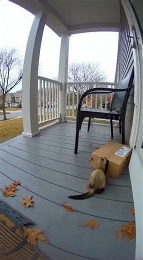 Doorbell Camera Catches Ferret Sneaking Like a SPY - Steals Package! 😂🦦