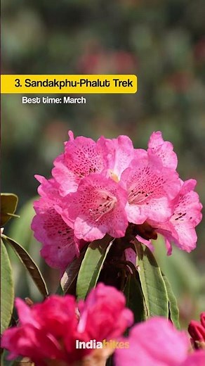 Top 5 Rhododendron Treks To Do In The Indian Himalayas | Indiahikes
