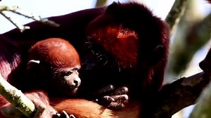 French zoo welcomes baby red howler monkey