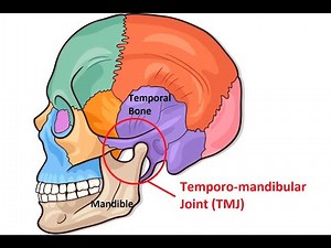 Development of TMJ