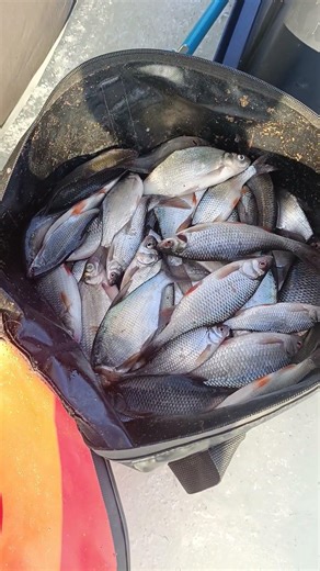 Отчёт рыбалки Солигорское Вдх