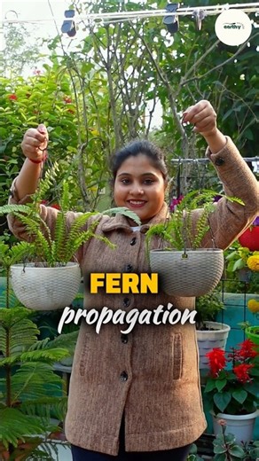 How to propagate fern plant from cuttings ?
