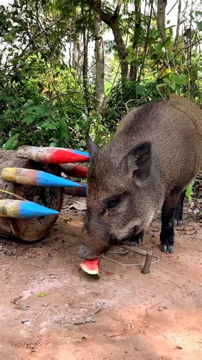 Clever Trap to catch wild boar pig#pigfeed#shortvideo #wildboar #pigtrap #wildpigtrap #viralvideo