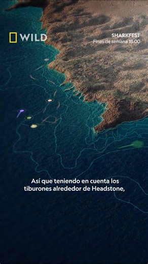 3.8K reactions · 209 shares | Los tiburones son una especie que nunca deja de sorprendernos, incluso a los propios investigadores. Sumérgete en los descubrimientos más recientes sobre el comportamiento y la alimentación de los reyes del mar. ¿Quieres saber más de él y otros tiburones? No te pierdas los nuevos episodios de SHARKFEST: los fines de semana a las 18:00 en National Geographic WILD. | National Geographic | Facebook