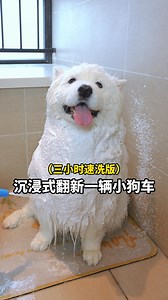 米泡泡是个小菜狗 on Instagram: "沉浸式翻新一辆萨摩耶小狗车"