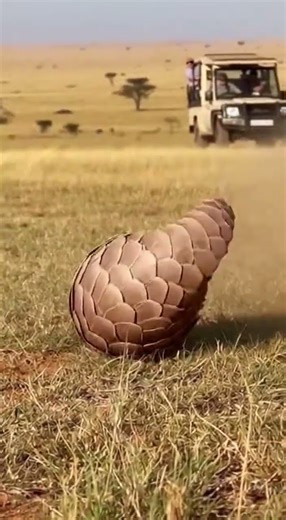 Absolute Defense! Pangolin Rolls Up & Blocks Attack Instantly 🛡️