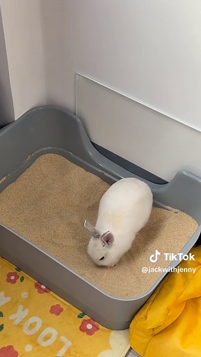 Adorable Bunny Playing Around