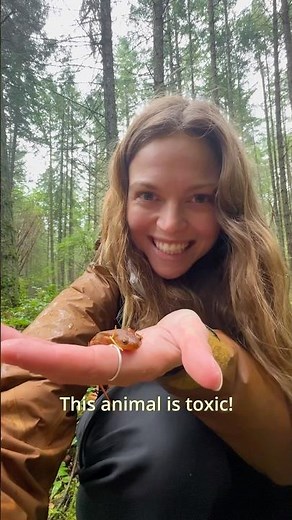Cute but Deadly 🥹☠️: Rough-Skinned Newts!