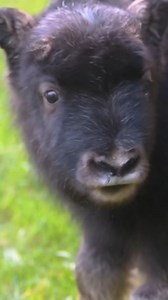 Thank you for an incredible year! ❤️ | Point Defiance Zoo & Aquarium