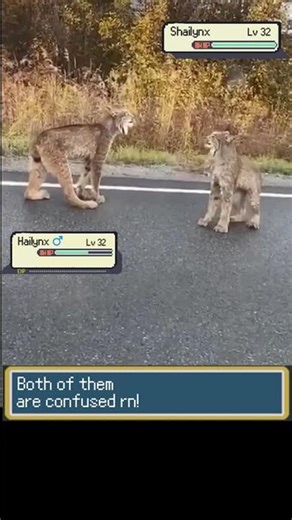 Two LEGENDARY Pokemon Fighting In REAL LIFE #pokemon #pokemonbattle #pokémon #animals