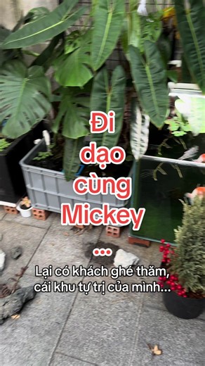 Lại sắp được dạo chơi cùng ẻm... #fishtank #aquarium #mollyfish #mickeymouse #goldfish