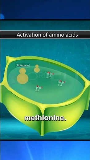 Translation in Protein Synthesis 🔬 | Step-by-Step Explained! | #Shorts | Power Learn College