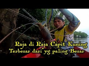 RAJA UDANG GALAH CAPIT KUNING TERBESAR DARI YANG PALING BESAR, KOLONINYA RAMAI #214