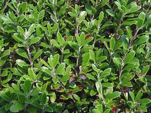 Arctostaphylos uva ursi - Alchetron, the free social encyclopedia
