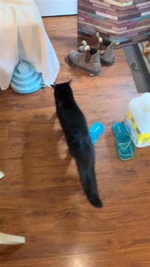 3 comments | Oh hi  oh bye  #lifeofpippi #kittycat #catoftheday #cats_of_instagram #hellogoodbye #hibyebebe #cutekitty #cutestcat #tuxedocatsrule #tuxedocatsofinstagram #tuxedokitty | Life of Pippi | Facebook